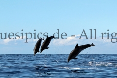 Copyright: Duesipics.de