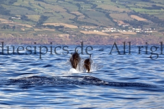 Copyright: Duesipics.de