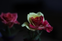 duesipics_rose
